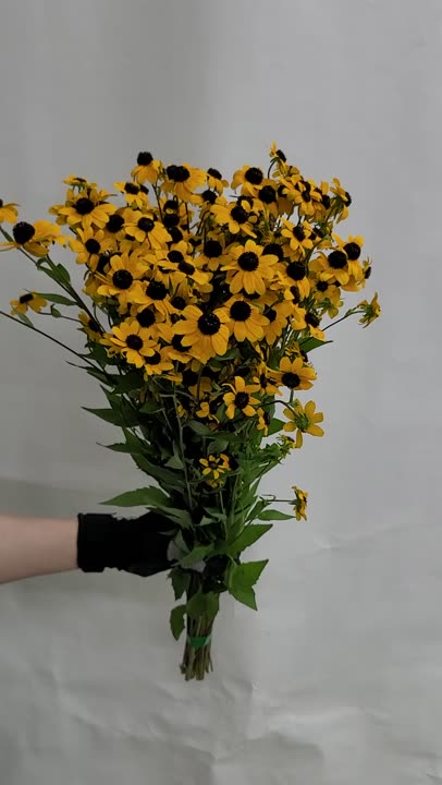 루드베키아